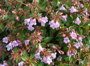 Abélia 'Edouard Goucher'