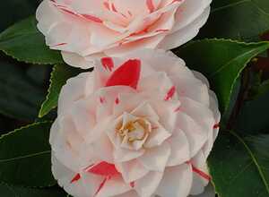 Camélia 'Stacy Susan'