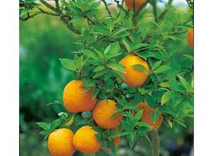 Mandarinier  chinois