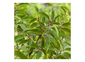 Laurier du Portugal 'Angustifolia'