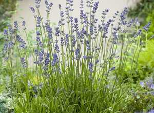 Lavande officinale 'Dwarf blue' - Lavande vraie