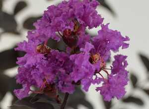 Lilas des Indes Black Solitaire® Purely Purple Lilas des Indes Black Solitaire® Purely Purple