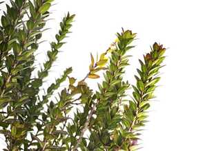 Myrte de Tarente - Myrtus communis Tarentina
