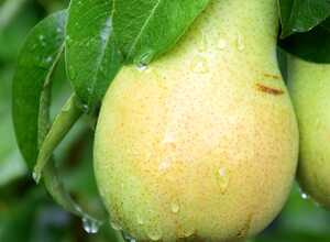 Poirier de balcon Pear Me -  William Bon Chrétien Fruit Me®