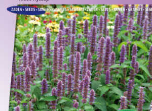 Hysope anisÃ©e foeniculum Blue Spike