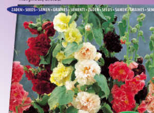Rose TrÃ©miÃ¨re annuelle, Double Choice Mix