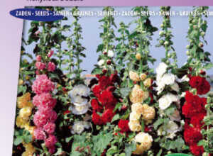 Rose Trémière double Chater's Mix Rose Trémière double Chater's Mix