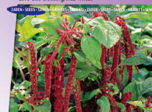 Queue de Renard rouge - Amaranthus
