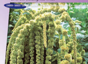 Queue de Renard Green Cascade (vert) - Amaranthus