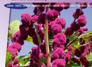 Queue de Renard, Amarante gibbeuse Dreadlocks - Amaranthus