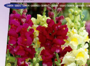 Muflier des Jardins Tip Top Mix