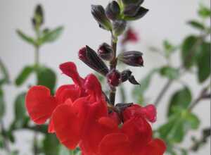 Sauge Royal Bumble