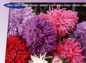 Reine Marguerite American Branching Mix