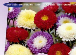 Reine Marguerite Bouquet mix