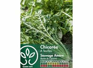 Chicorée à feuilles - Sauvage Amère - Barbe de Capucin