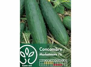 Concombre marketmore 76