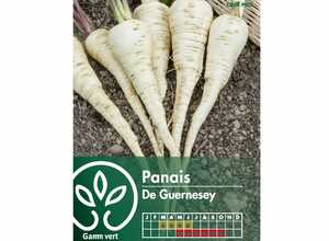 Panais demi-long de Guernesey