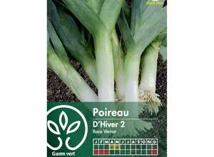 Poireau d'hiver 2 race vernor