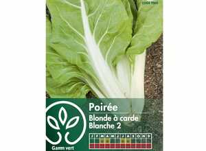 Poirée blonde à carde blanche 2