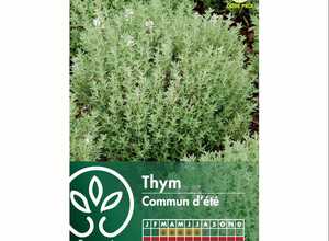 Thym commun