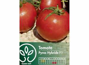 Tomate Pyros HF1