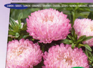 Reine Marguerite Garden Jewel Rose Reine Marguerite Garden Jewel Rose