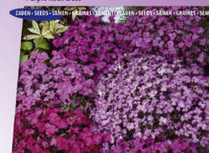 Aubrièti Cascade Mix Aubrièti Cascade Mix