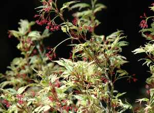Erable du Japon 'Butterfly'
