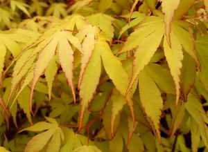 Erable du Japon 'Katsura'