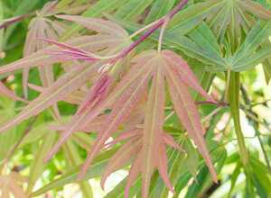 Erable du Japon 'Scolopendrifolium'