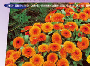 Souci double de Jardins Orange Gitana