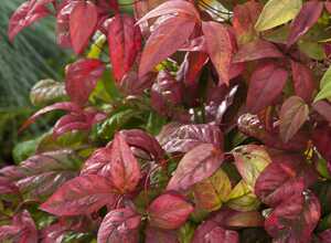Bambou sacré - Nandina Fire Power Bambou sacré - Nandina Fire Power