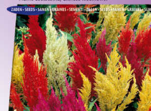 Célosie à épi plumeux Pampas Plume Mix Célosie à épi plumeux Pampas Plume Mix