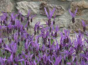 Lavande papillon - Lavande stoechas mauve