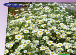 ChrysanthÃ¨me Summer Sparkler (LeucanthÃ¨me pÃ¢le)