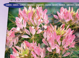 ClÃ©ome Ã©pineux Rose Beauty