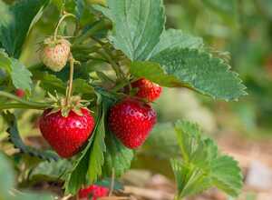 Fraisier remontant 'Charlotte'