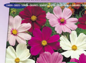 Cosmos bipinnÃ© Ã  grandes fleurs Sensation Mix