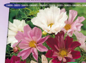 Cosmos bipinnÃ© Ã  grandes fleurs Sea Shells Mix