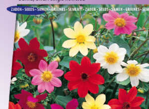 Dahlia des Jardins simples nain Piccolo Mix (amÃ©liorÃ©e Mignon)