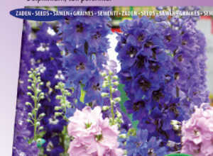 Pied-d'Alouette vivace des jardins Round Table Series mix