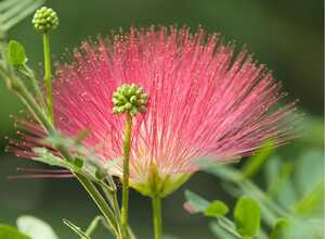 Calliandra Dixie Pink