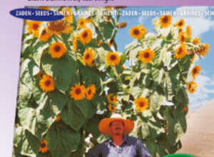 Soleil, Tournesol à fleurs géantes F1 Kong Soleil, Tournesol à fleurs géantes F1 Kong