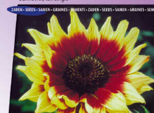Tournesol Ã  fleurs simples F1 Magic Roundabout Mix