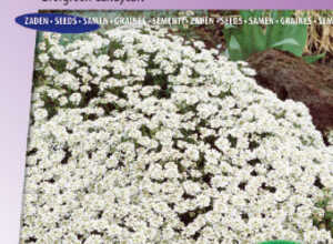 Thlaspi toujours vert, Blanc Thlaspi toujours vert, Blanc