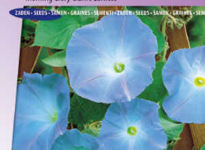 IpomÃ©e Ã  grandes fleurs Heavenly Blue