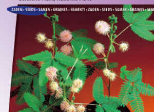 Ne-me-toucher-pas, La plante qui bouge