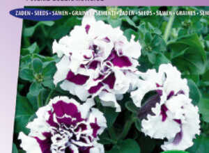 Petunia Ã  fleurs doubles F1 Purple Pirouette