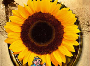 Soleil annuus Tiffany F1