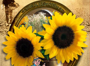 Soleil annuus Sunrich Lemon F1